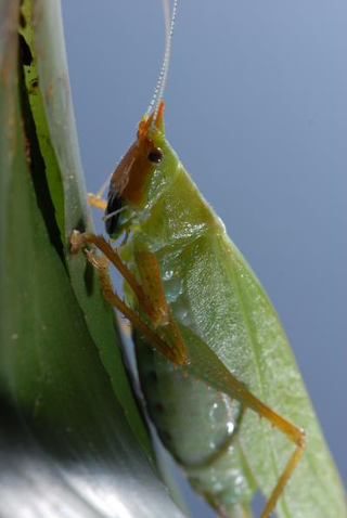 Illustration for article titled This insect has human ears